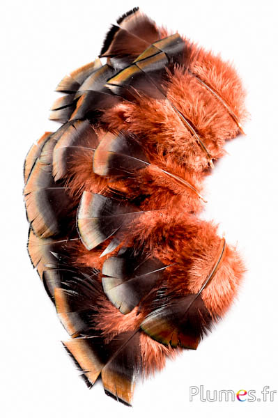 Bronzetruthan - 5-15 cm - lachsrosa